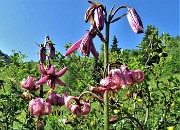 CORNA GRANDE (2089 m) ai Piani di Bobbio da Ceresola di Valtorta il 10 luglio 2021- FOTOGALLERY